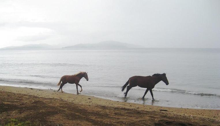 Aroha Taveuni Beachfront Bures Waiyevo Bagian luar foto